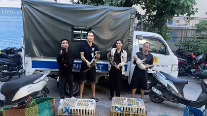 Triệt xóa nhóm đối tượng trộm mèo quy mô lớn tại TP Hồ Chí Minh