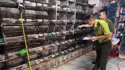 Thu giữ 259 cá thể chim hoang dã và 1 cá thể khỉ