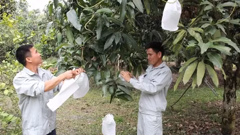 Nhân rộng và phát triển các vùng nguyên liệu đạt chuẩn