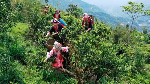 Lên Tà Xùa uống trà Shan tuyết