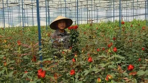 Hành trình lập nghiệp của những người con xa xứ