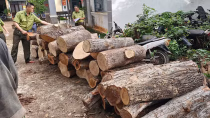 Phát hiện vụ chặt hạ 451 cây rừng ở khu vực biên giới Gia Lai