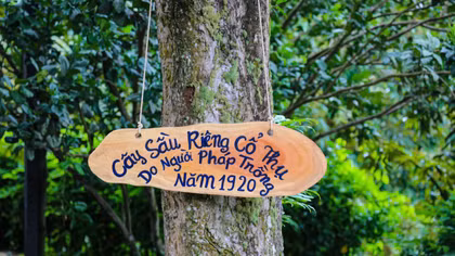  Cây sầu riêng cổ thụ ở Nam Tây Nguyên 