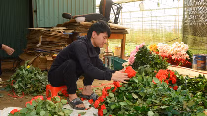 Gìn giữ sắc hoa Đà Lạt