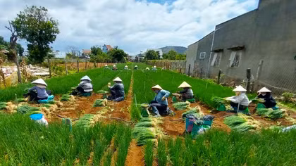 Vì sao rau Đà Lạt ngày càng khó cạnh tranh?