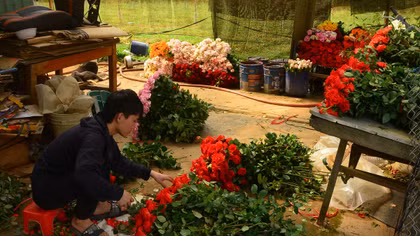 Gỡ “điểm nghẽn” để hoa Đà Lạt vươn xa