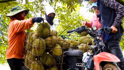 Vì sao Lâm Đồng thu hồi hàng loạt mã vùng trồng sầu riêng?