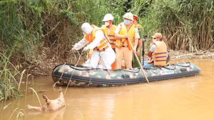 Trục vớt nhiều xác heo trôi trên sông Đồng Nai