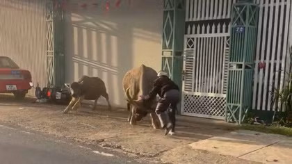 Lâm Đồng: “Trâu điên” húc nhiều người đi đường bị thương