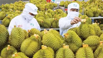 Không có chuyện các công ty ngừng thu mua sầu riêng