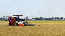 Đẩy mạnh cho vay sản xuất, kinh doanh lúa gạo