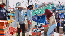 Mùa săn cá nục gai ở Quảng Trị