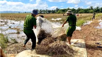 Đắk Lắk: Công an xã giúp dân gặt lúa chạy lũ