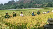 Ấn tượng hình ảnh Công an xã gặt lúa giúp dân trong nắng nóng