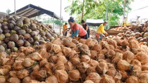 Ngành dừa từ nông nghiệp truyền thống đến kinh tế xanh tỷ USD