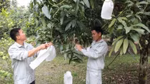 Nhân rộng và phát triển các vùng nguyên liệu đạt chuẩn