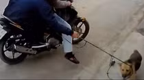 Nhức nhối nạn “cẩu tặc”