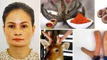 Vạch trần thủ đoạn lừa đảo của người đàn bà bán nhung hươu