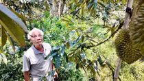 Sầu riêng - vận may của người nông dân