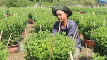 Làng nghề tất bật vụ Tết