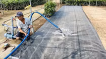 Nông dân miền Tây với nỗi lo hạn, mặn dịp Tết