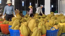 Không cấp điện cho kho xưởng sầu riêng xây dựng trái phép
