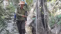 Khẩn trương điều tra vụ chặt hạ 13 cây gỗ nghiến trong rừng phòng hộ