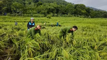 Công an tỉnh Thanh Hóa xuống đồng giúp người dân buộc, dựng lúa, tránh ngập úng
