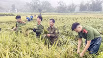 Công an xuống đồng giúp nhân dân thu hoạch lúa