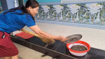 Cuộc sống người dân bị đảo lộn vì ruồi “tấn công”