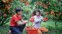 Giảm chi phí vận chuyển để vải thiều Việt Nam "vươn xa"