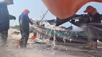 Ngư dân trúng " lộc biển”, thu về cả trăm triệu đồng