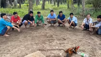 Phá sới bạc trong vườn dừa