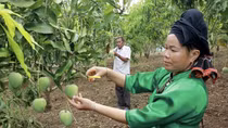 Xoài Sơn La – lại chuyện “được mùa mất giá”