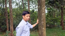 Nguyên Bí thư, Chủ tịch UBND xã bị khởi tố vì kêu người phá rừng trồng của người khác