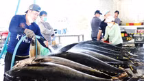 Phú Yên nâng cao hiệu quả chống khai thác IUU