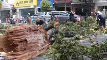 Chết lặng đứng nhìn cành cây 10m gãy rơi trùm xuống người