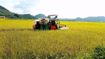 Kẻ thu tiền "bảo kê" gặt lúa đã bị bắt