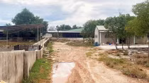 Doanh nghiệp chăn nuôi lợn quy mô lớn gây ô nhiễm môi trường