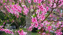 Cành đào huyền sử
