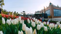 Hàng nghìn cây hoa tulip đã sẵn sàng đón chờ du khách đến Hội xuân núi Bà