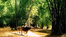 Tiếng quê