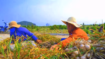 Mang củ tỏi vào câu chuyện du lịch