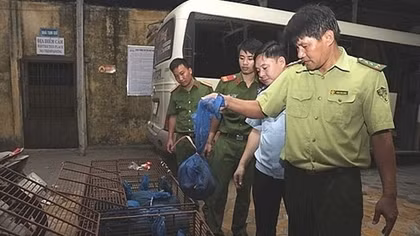 Đường trơn mất lái, xe khách lật nghiêng trên cao tốc Nội Bài - Lào Cai