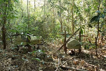 Quan tài lạ giữa “rừng ma” ảnh 3