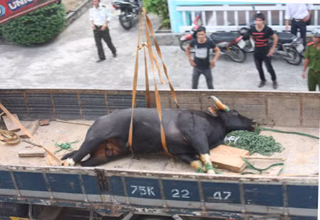 Ly kỳ chuyện con bò tót ở sân bay quốc tế Phú Bài ảnh 2
