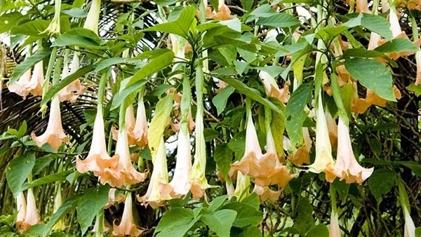 17 thanh niên chết bất thường trong quán rượu đêm ảnh 3