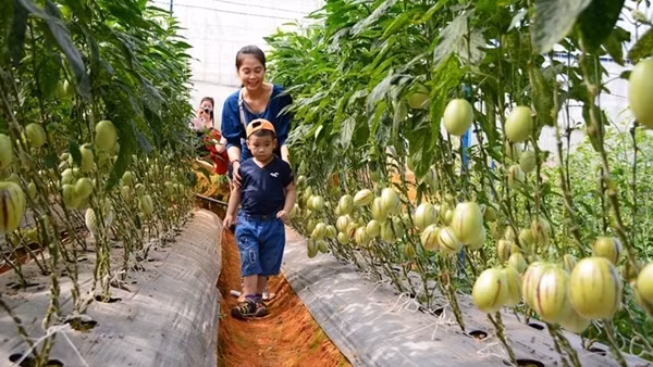 Nông dân Đà Lạt làm "du lịch xanh”