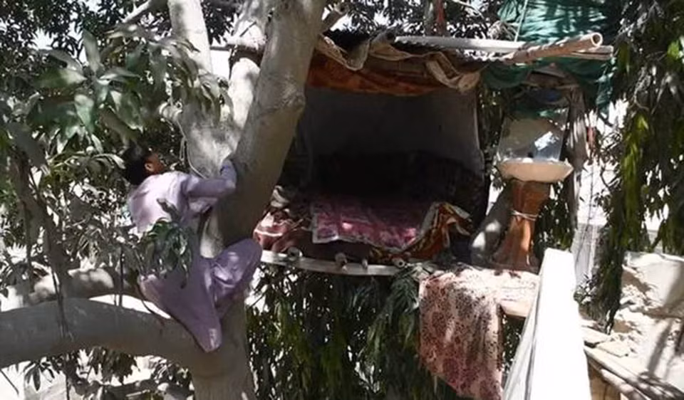 Người đàn ông suốt 8 năm sống… trên cây -0
