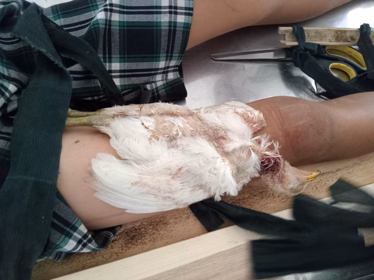 Lấy con gà trắng cắt cổ, cột vào đùi mong mau lành vết thương -0
